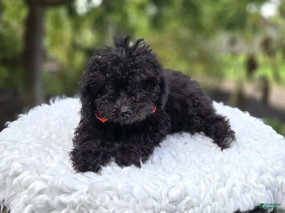 Toy Poodle dogs for sale: Blackie - Ad 7