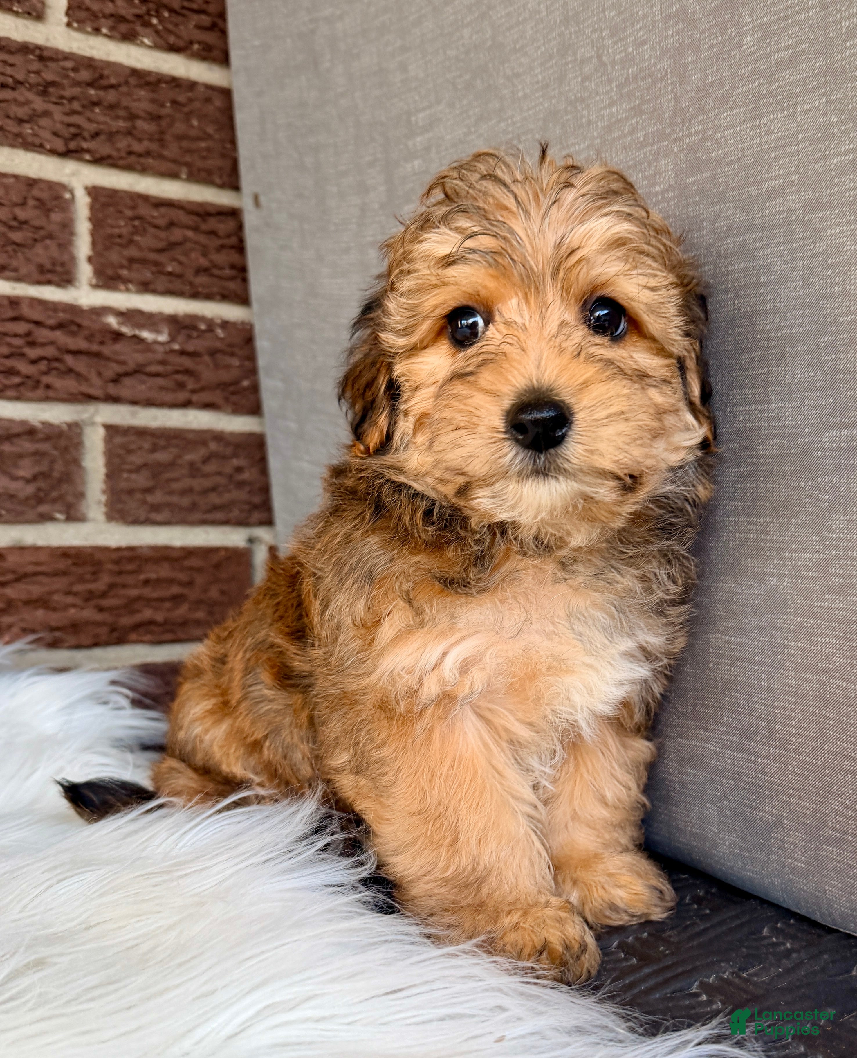 Yorkiepoo dogs Beau - Ad 2