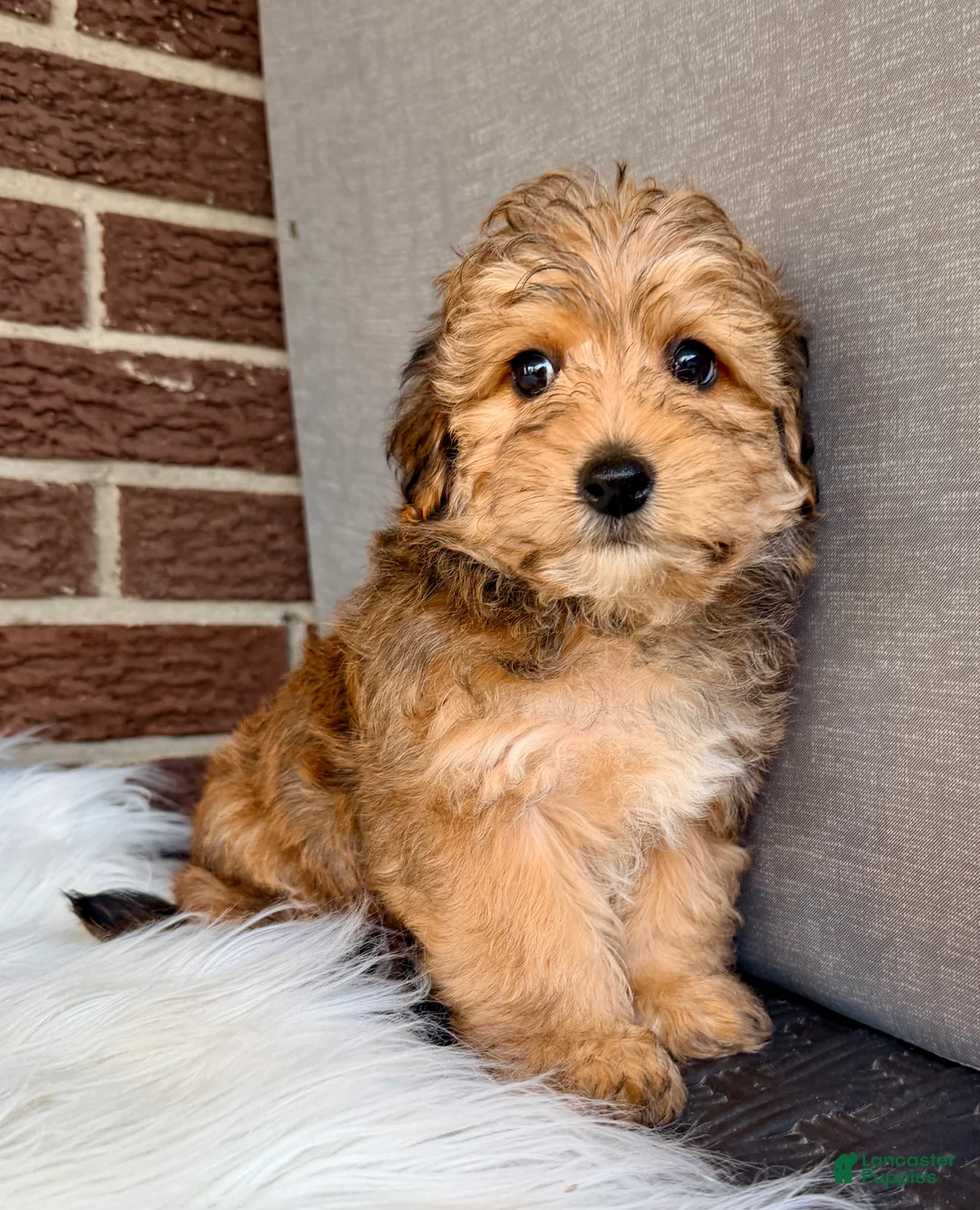 Yorkiepoo dogs for sale: Beau - Ad 2