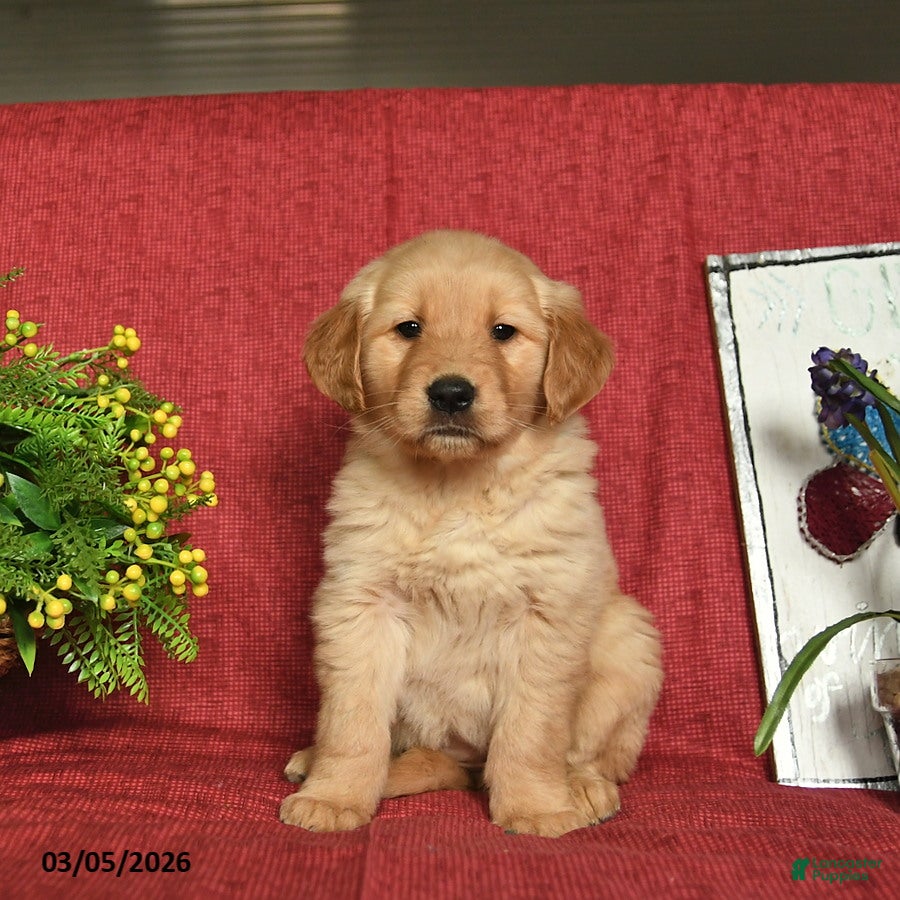 Golden Retriever dogs Poppy  - Ad 1