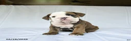 English Bulldog dogs for sale: Hope - Ad 3