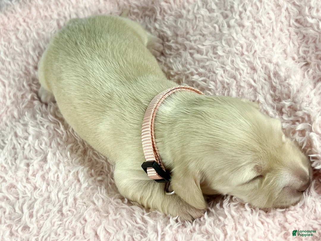 Miniature Dachshund dogs for sale: Swiss - Ad 2