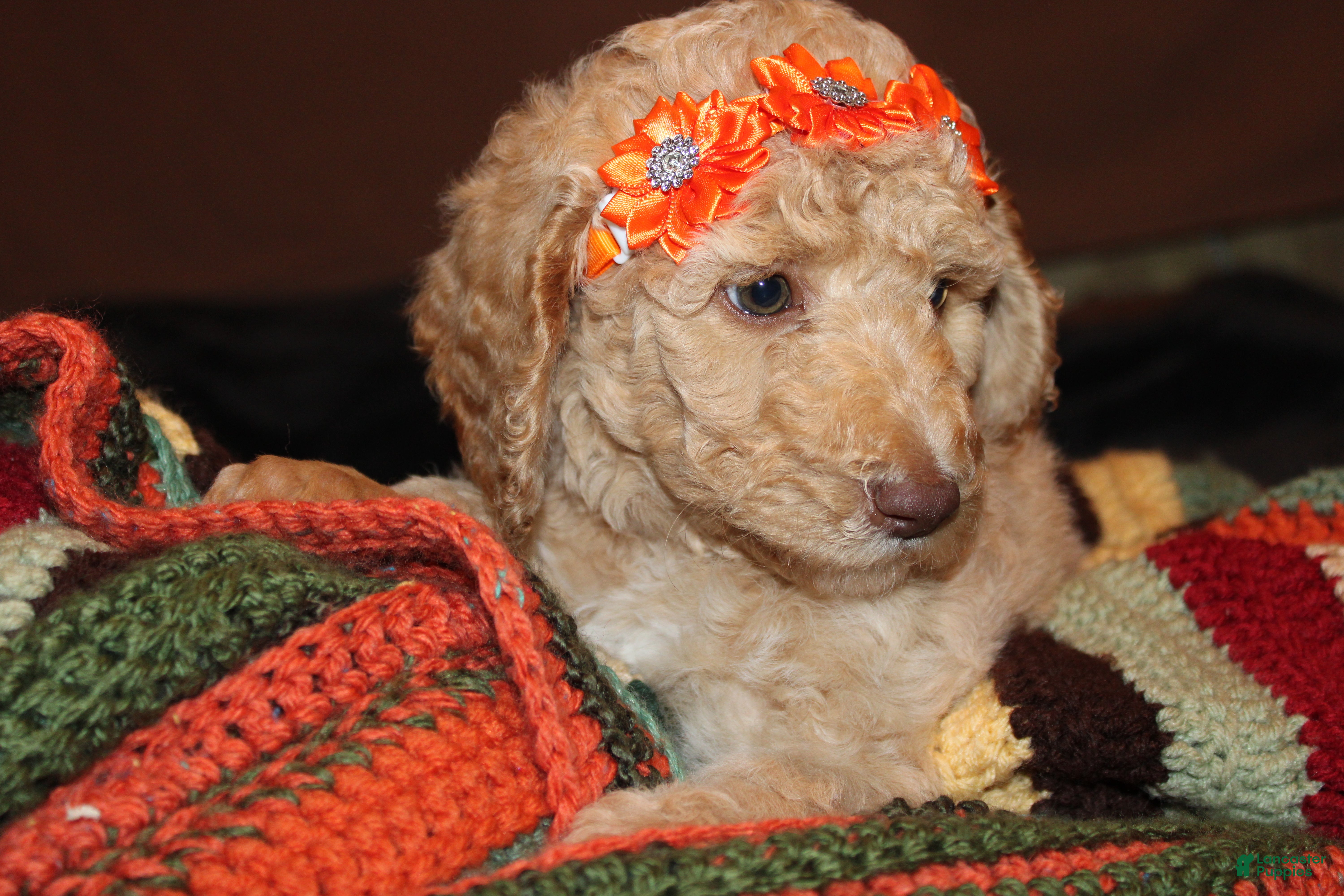 Standard Poodle dogs Standard Poodle Puppy 6 - Ad 41