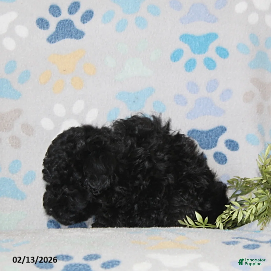 Toy Poodle dogs for sale: Teaser - Ad 4