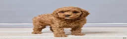 Cavapoo dogs for sale: Brittany - Ad 4