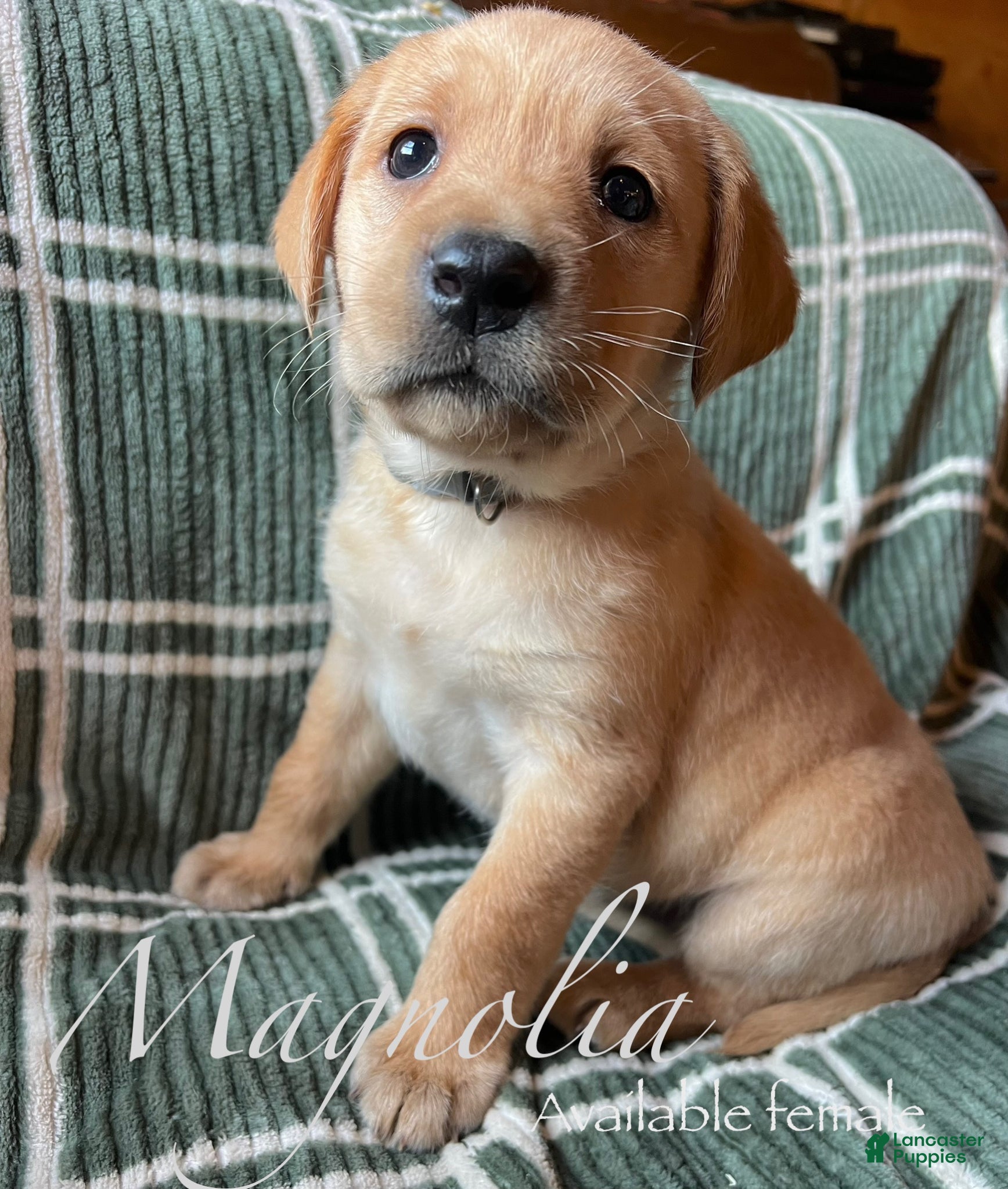 Labrador Retriever dogs Magnolia - Ad 23