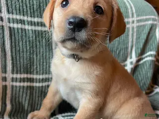 Labrador Retriever dogs Magnolia - Ad 23