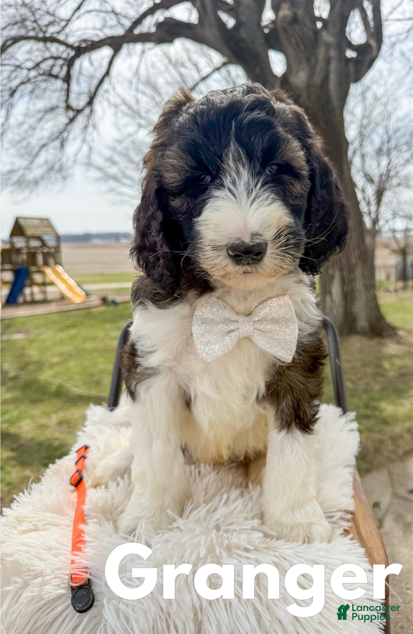 Saint Berdoodles dogs Granger  - Ad 1