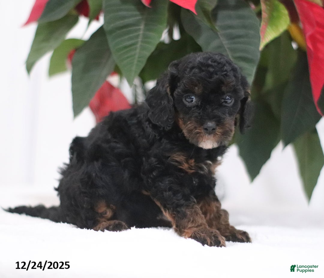 Cavapoo dogs for sale: Annie - Ad 3