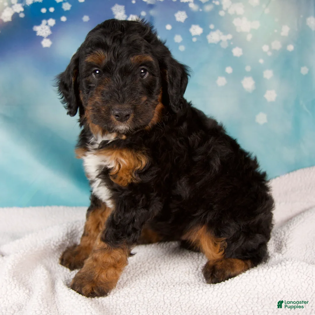 Mini Bernedoodle dogs for sale: Curtis - Ad 1