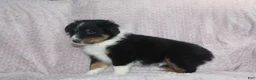 Australian Shepherd dogs for sale: Pistol  - Ad 5