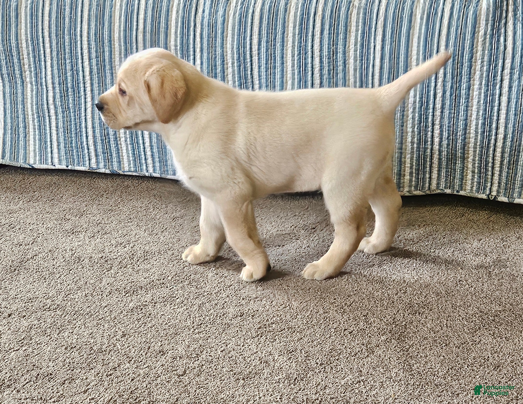 Goldador dogs Mixed Breed Puppy 1 - Ad 2