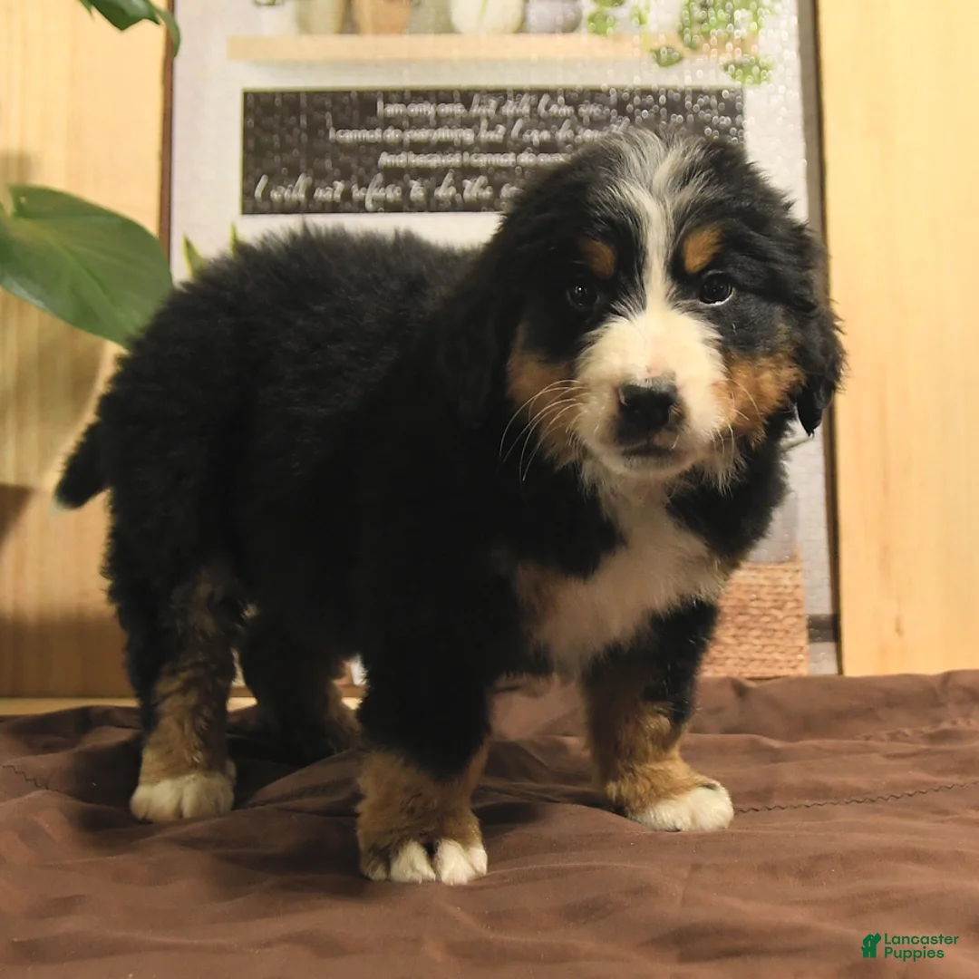Bernedoodle dogs for sale: Ringo - Ad 3