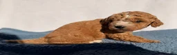 Cavapoo dogs for sale: Benny - Ad 5