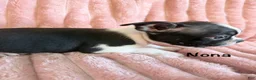 Boston Terrier dogs for sale: Nona - Ad 8