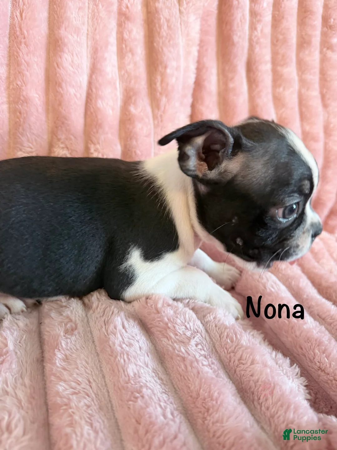 Boston Terrier dogs for sale: Nona - Ad 8