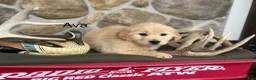 Golden Retriever dogs for sale: Ava - Ad 1