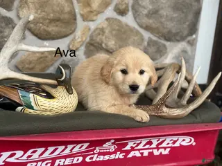Golden Retriever dogs Ava - Ad 12