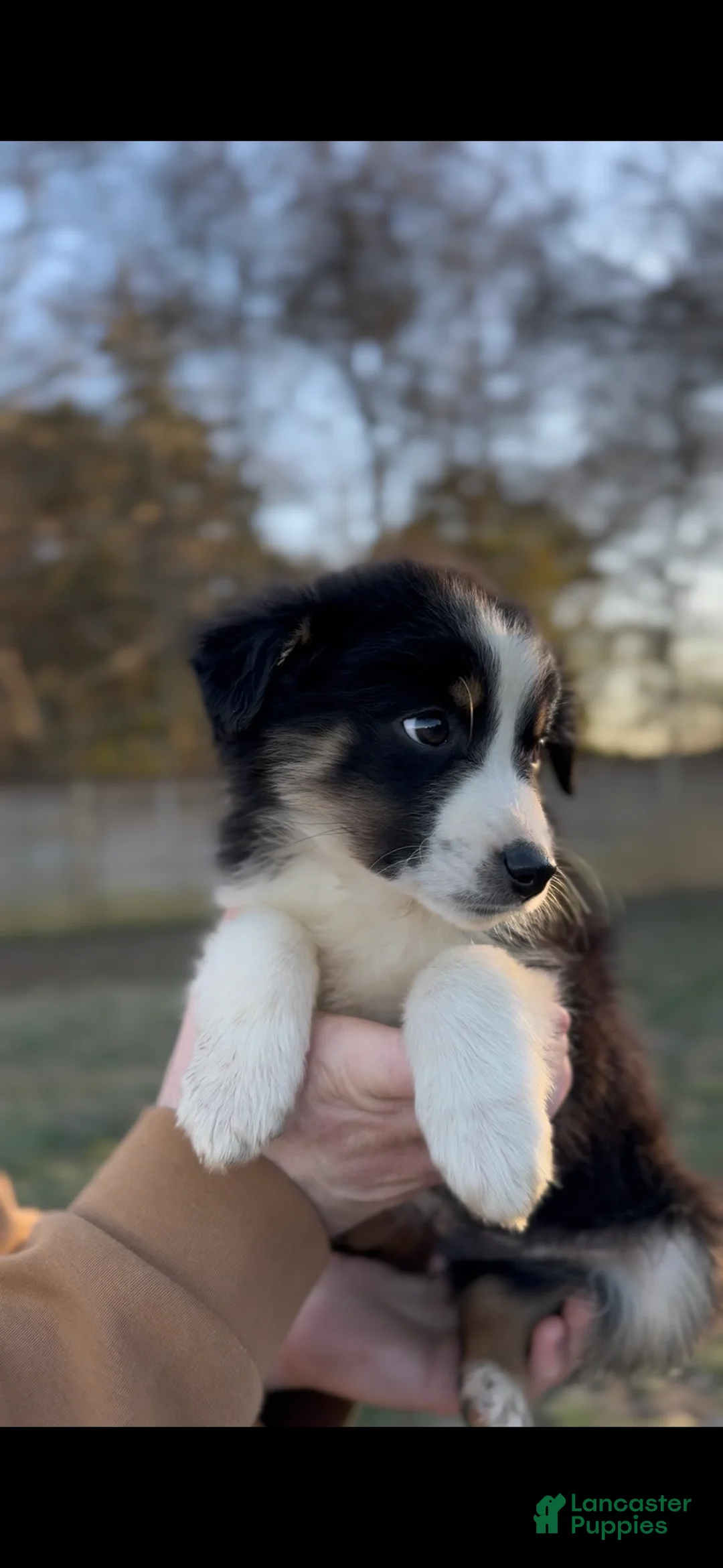 Miniature Australian Shepherd dogs for sale: Bennett - Ad 2