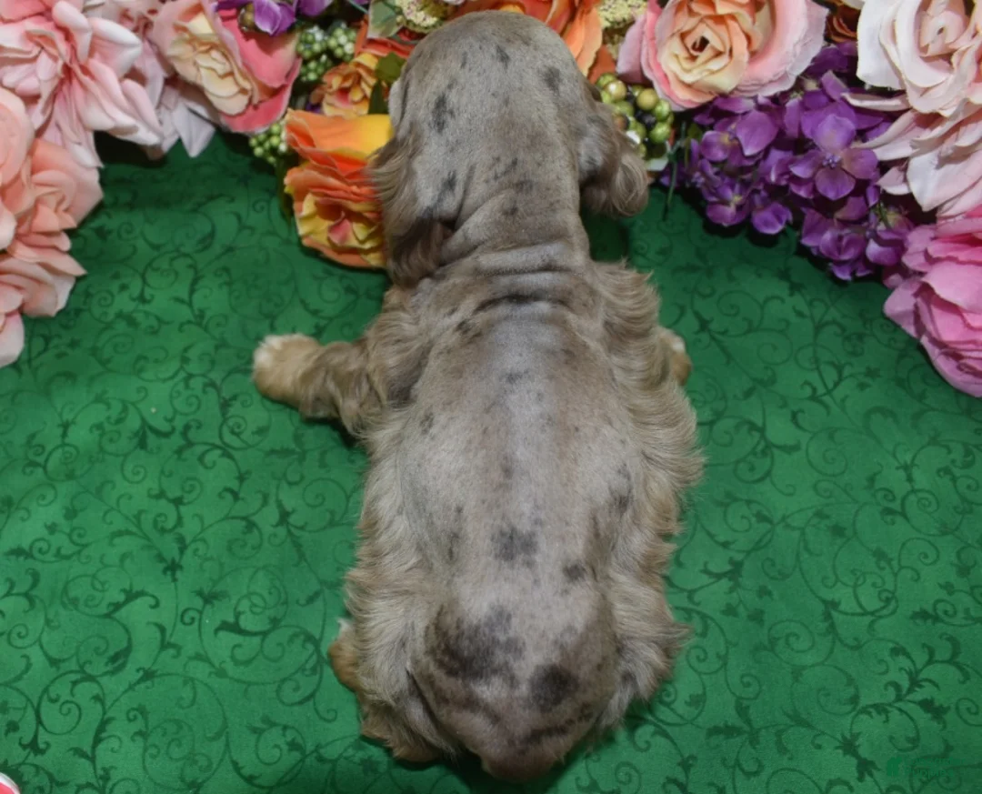 Cocker Spaniel dogs for sale: AKC Willow Chocolate Tan Merle American Cocker Spaniel Puppy - Ad 6
