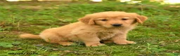 Golden Retriever dogs for sale: Devin - Ad 5