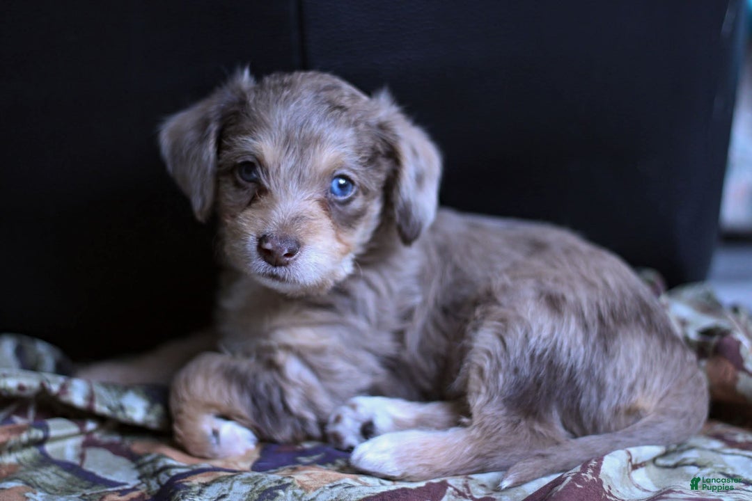 Gallery Image {{count}}