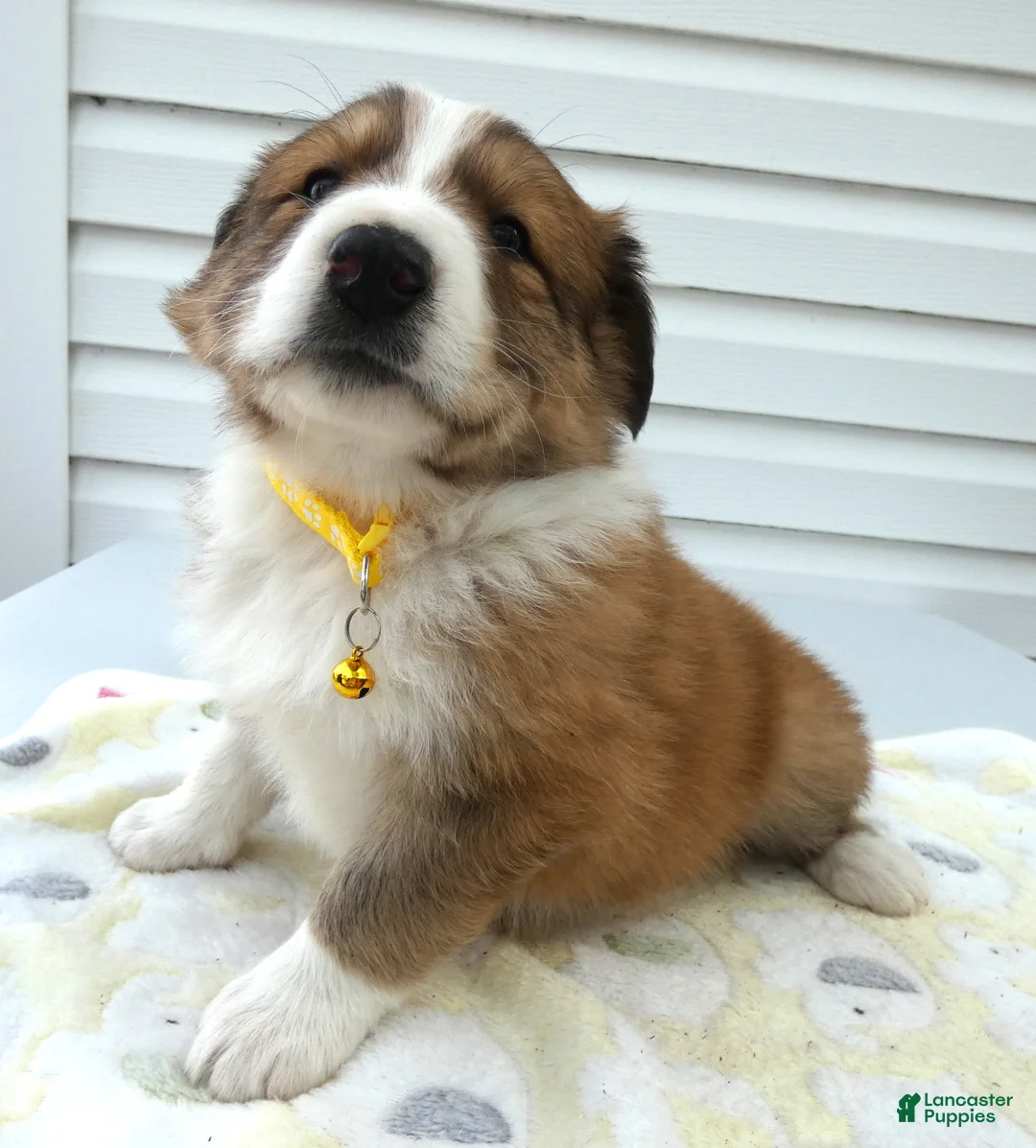 Miniature Australian Shepherd dogs for sale: Miniature Australian Shepherd Puppy 1 Teddy - Ad 1