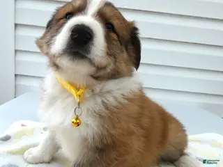 Miniature Australian Shepherd dogs for sale: Miniature Australian Shepherd Puppy 1 Teddy - Ad 4