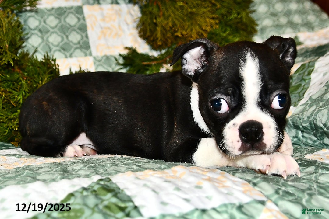 Boston Terrier dogs for sale: Juno - Ad 3