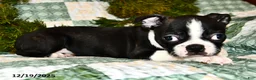 Boston Terrier dogs for sale: Juno - Ad 6
