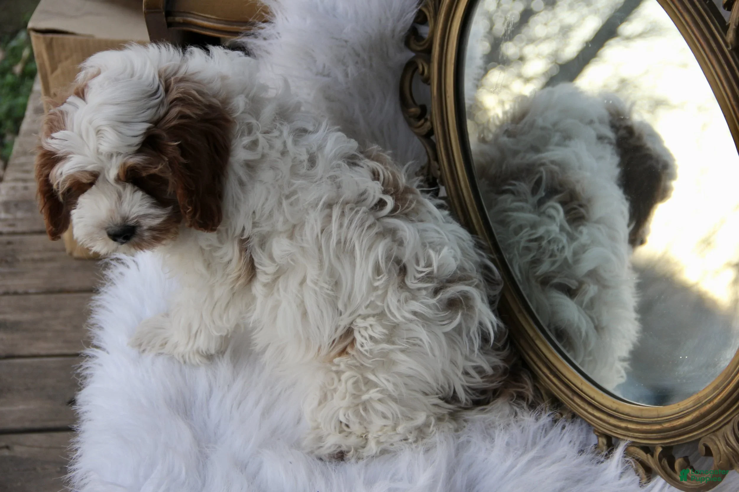 Cavapoo dogs Jackson - Ad 2