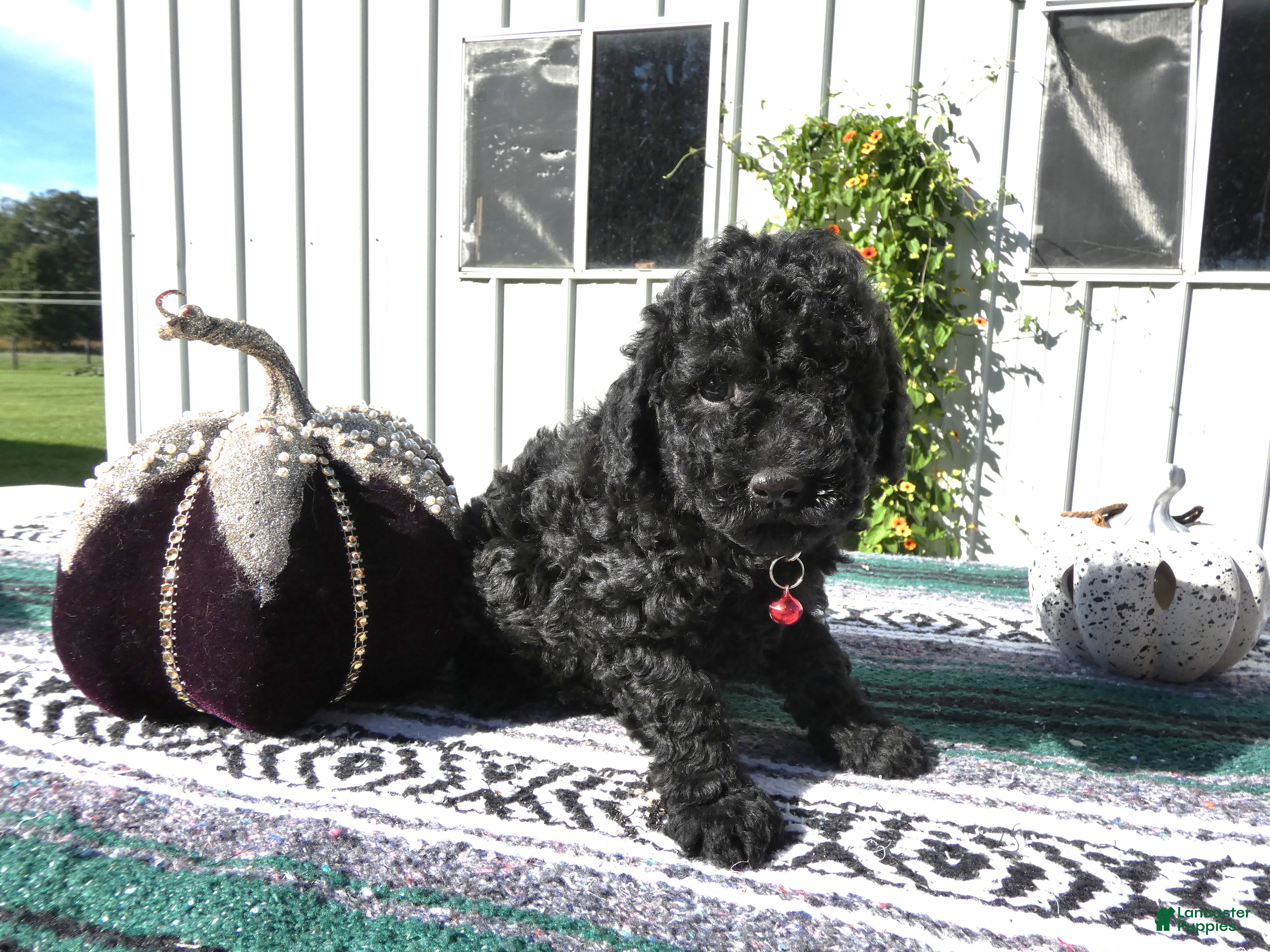 Mini Goldendoodle dogs Mini Goldendoodle 7 Riley - Ad 3