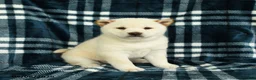 Shiba Inu dogs for sale: Snowflake - Ad 3
