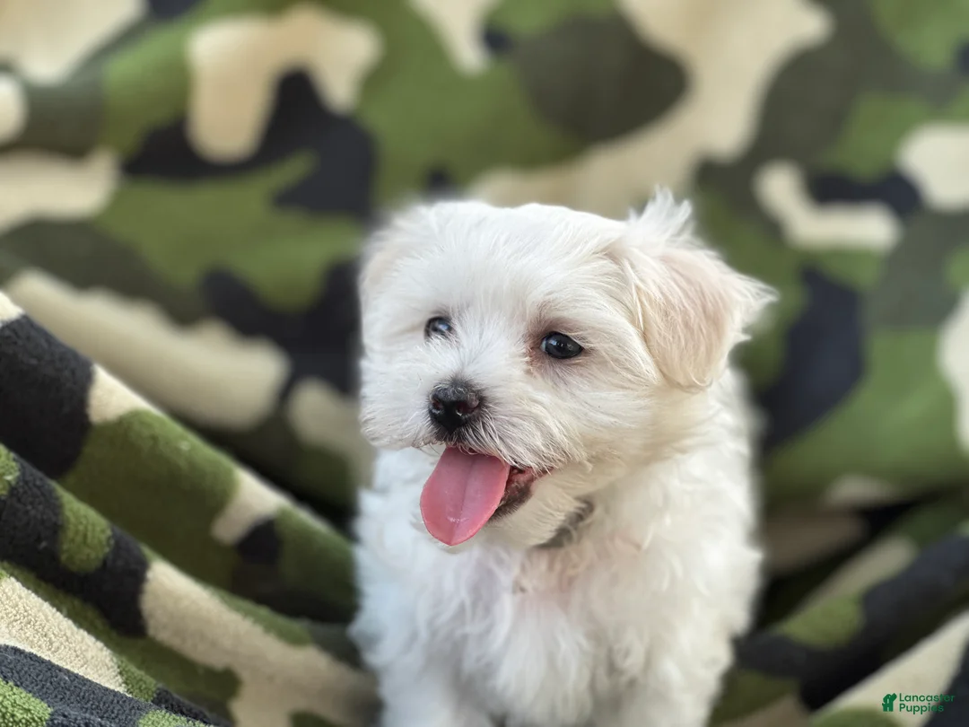 Maltese dogs for sale: APRI Maltese - Milo - Ad 1