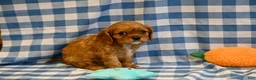 Cavalier King Charles Spaniel dogs for sale: Fred - Ad 3