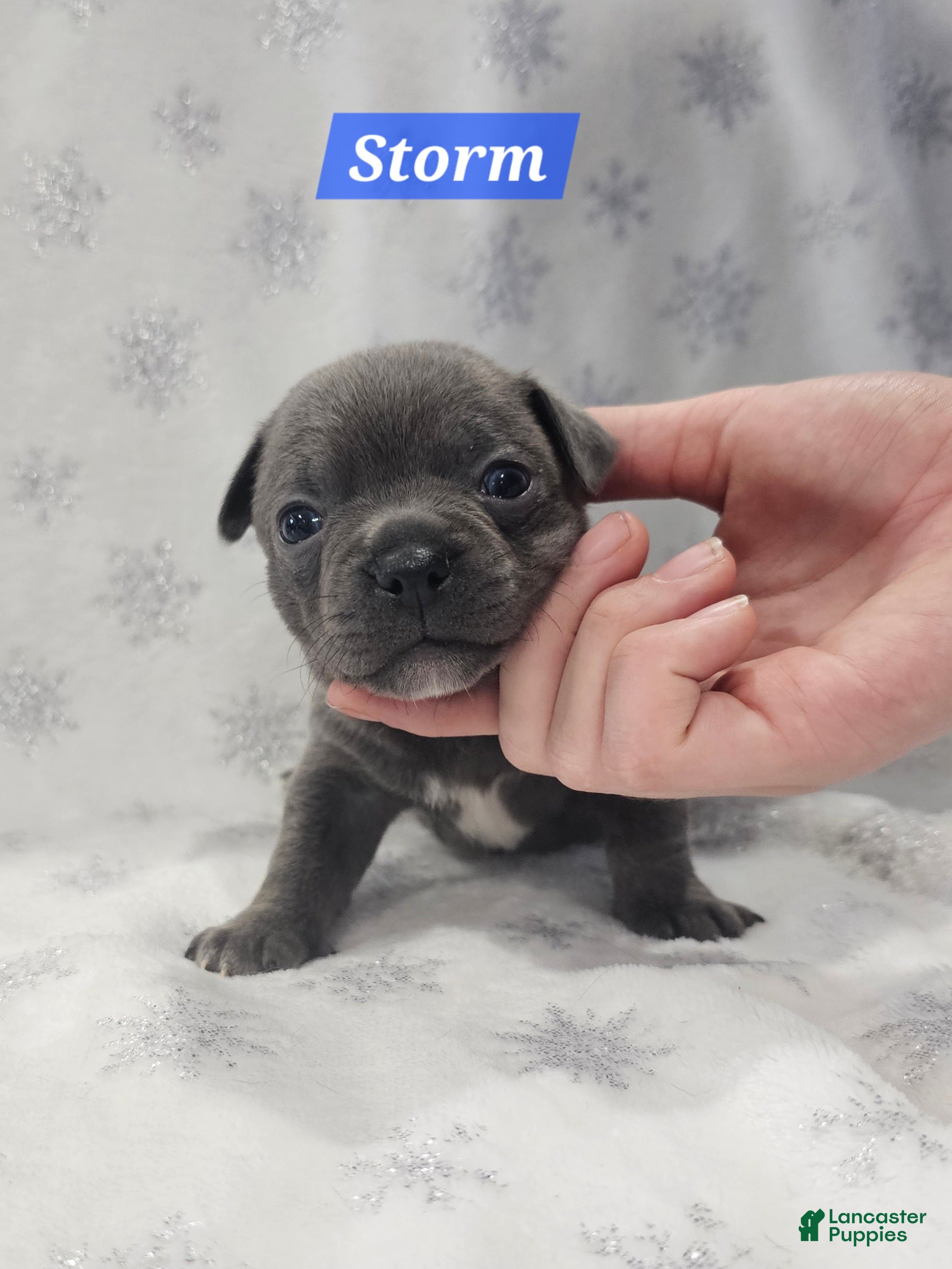 Mixed Breed dogs Storm - Ad 38