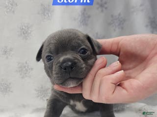 Mixed Breed dogs Storm - Ad 33