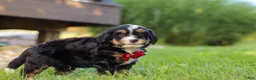 Mini Bernedoodle dogs for sale: Wolverine - Ad 4