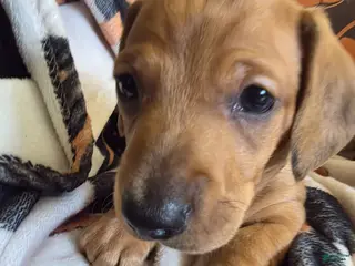Miniature Dachshund dogs for sale: Danny - Ad 1