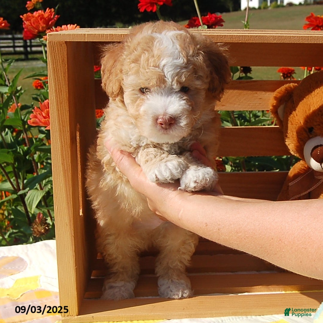 Toy Poodle dogs for sale: Blaze - Ad 7