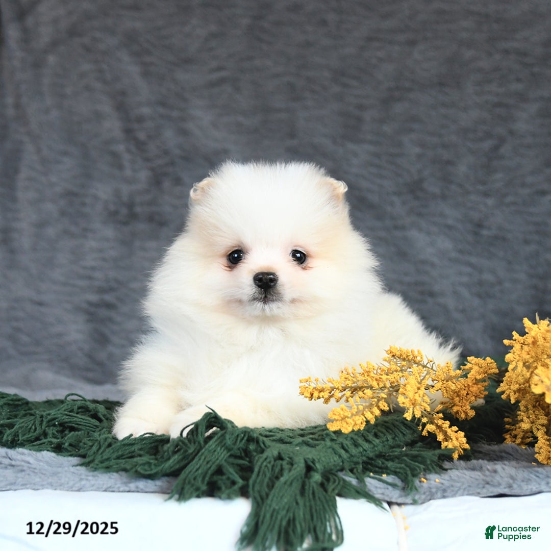 Pomeranian dogs for sale: Eliot - Ad 4
