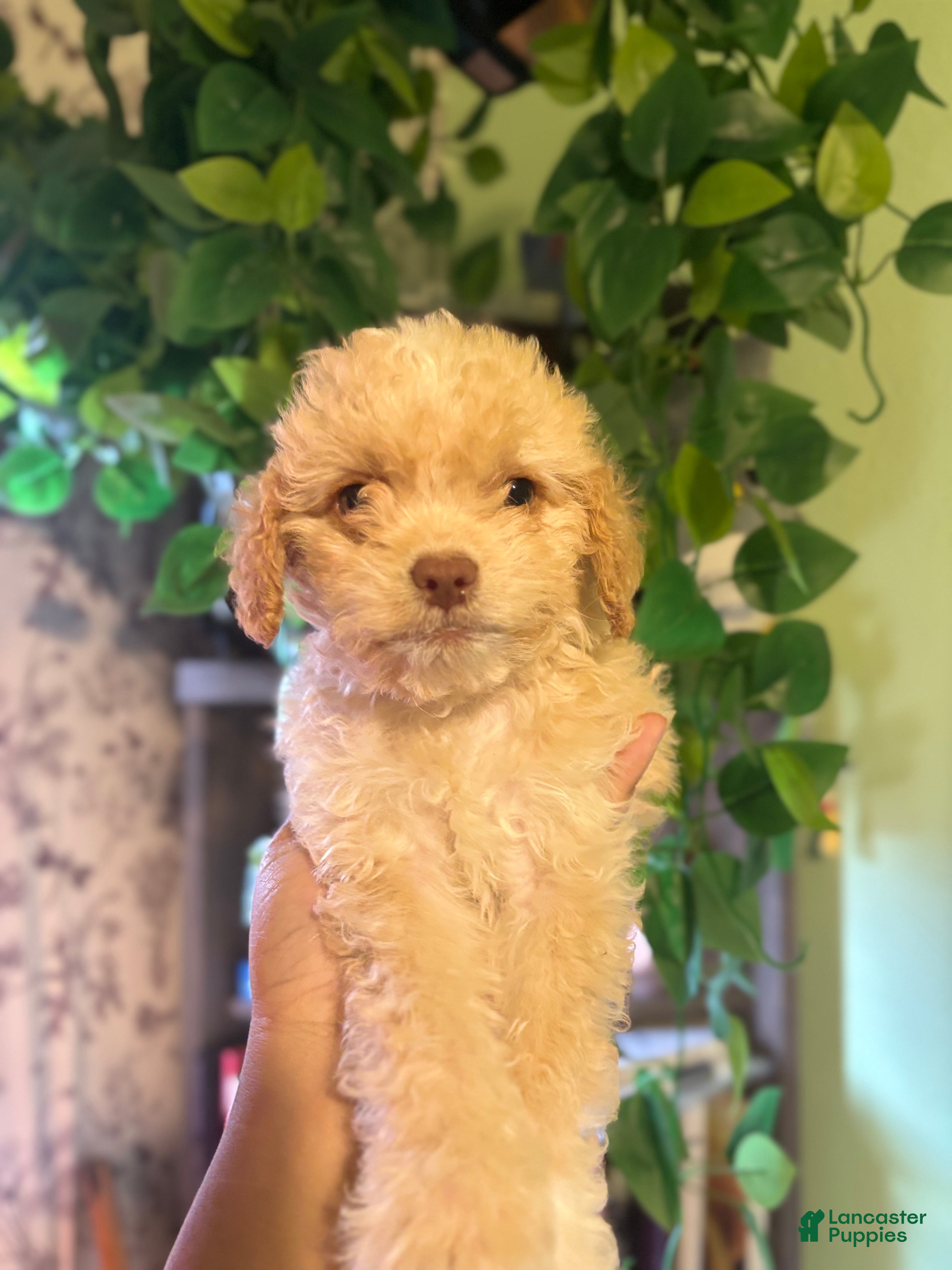 Maltipoo dogs Mills - MALE PUPPY - Ad 2