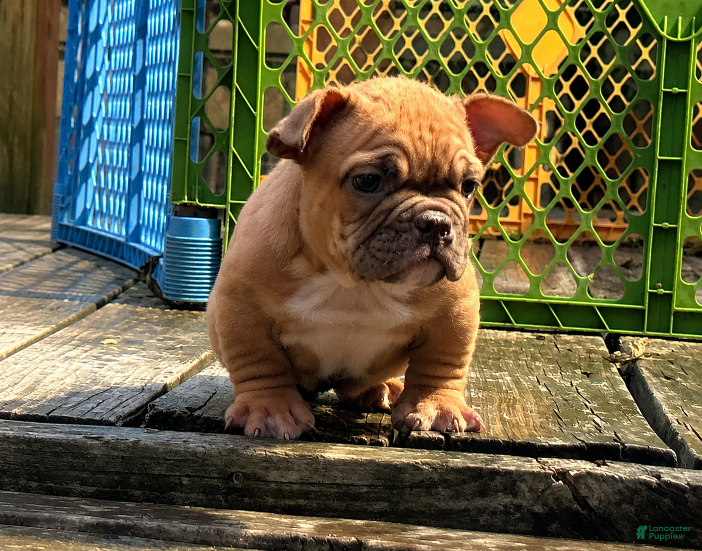 American Bully dogs Mocha - Ad 1