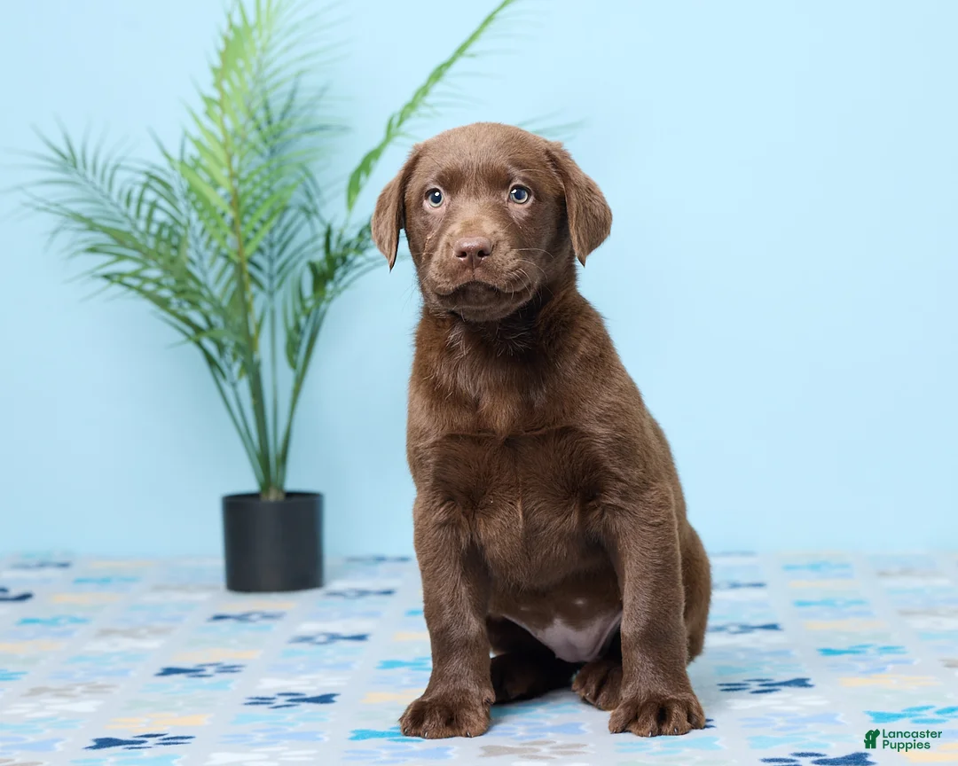 Labrador Retriever dogs for sale: Chloe - Ad 1