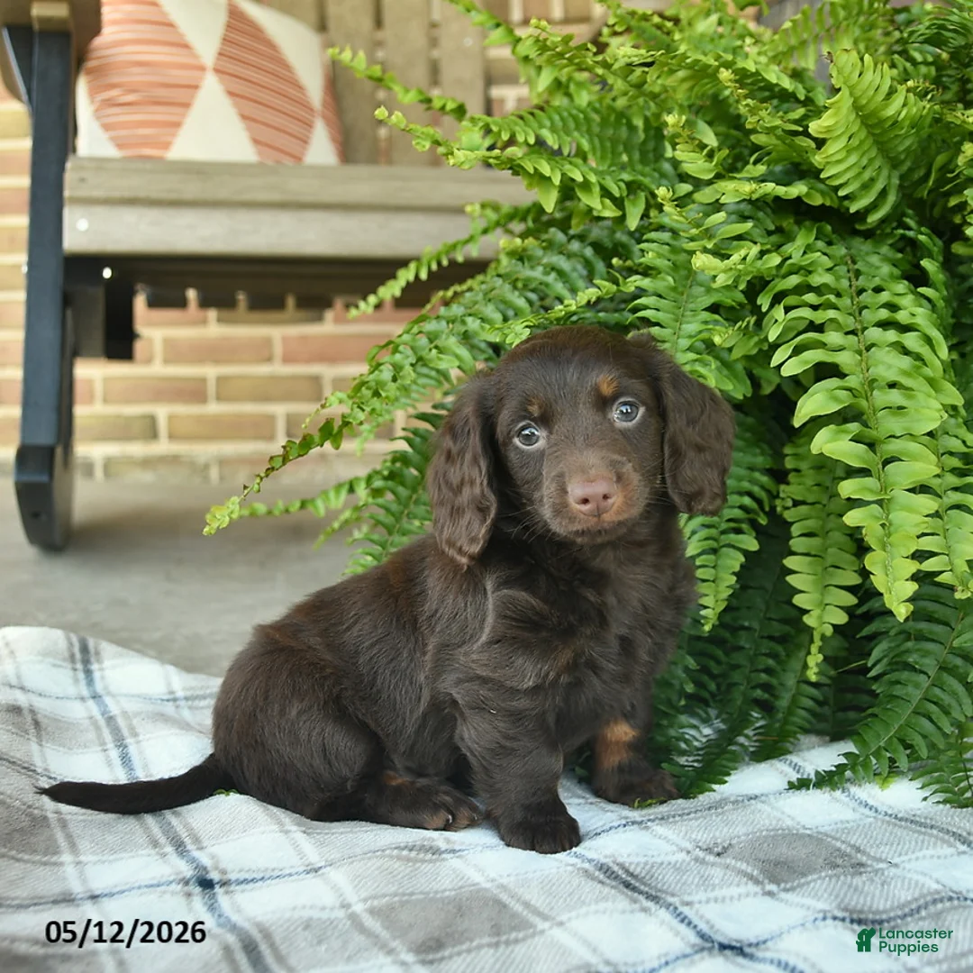 Miniature Dachshund dogs for sale: Owen  - Ad 1
