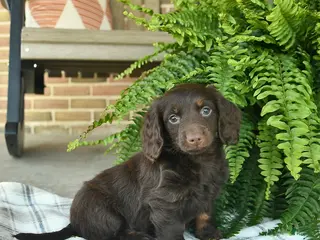 Miniature Dachshund dogs for sale: Owen - Ad 1
