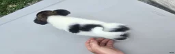 Pomchi dogs for sale: Lucy - Ad 7