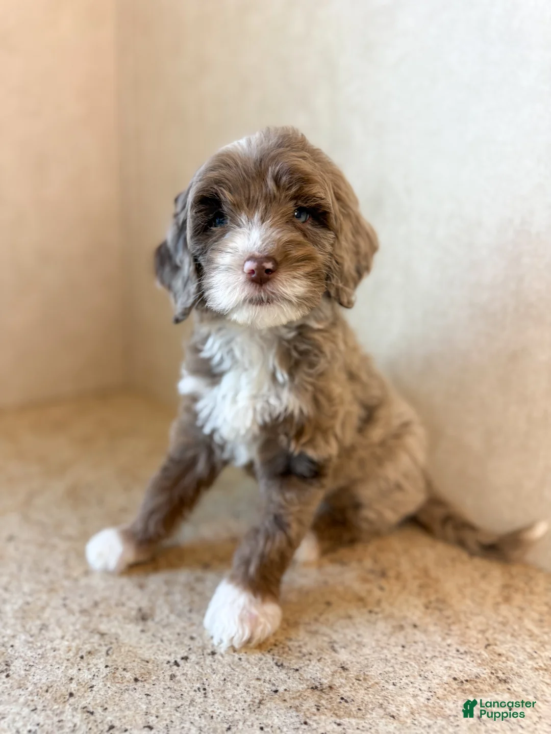 Mini Goldendoodle dogs for sale: Dream - Ad 1