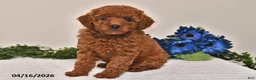 Miniature Poodle dogs for sale: Penny - Ad 5