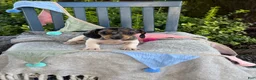 Miniature Dachshund dogs for sale: Titan - Ad 10